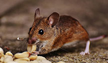 24 Hour & Emergency Exterminators in Bricker Dev, PA